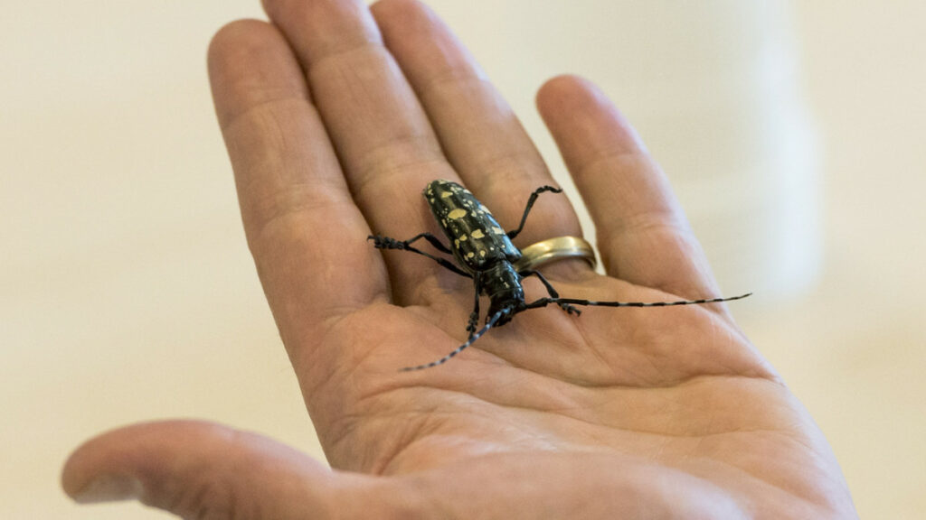 Capricorne insecte